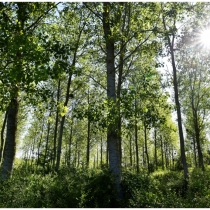 Les Feuillus de Franche-Comté soutiennent les contrats d’approvisionnement !