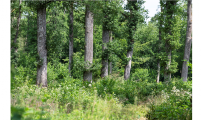 FIBOIS et la DREAL organisent 3 webinaires sur la filière forêt-bois