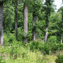 FIBOIS et la DREAL organisent 3 webinaires sur la filière forêt-bois